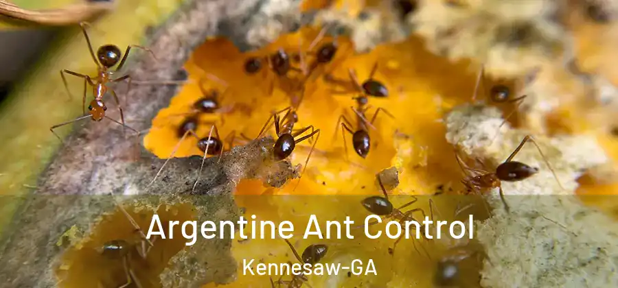  Argentine Ant Control Kennesaw-GA