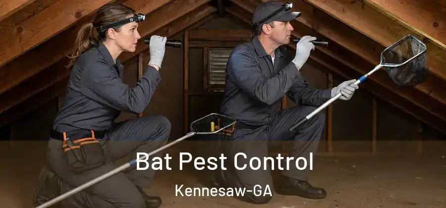  Bat Pest Control Kennesaw-GA