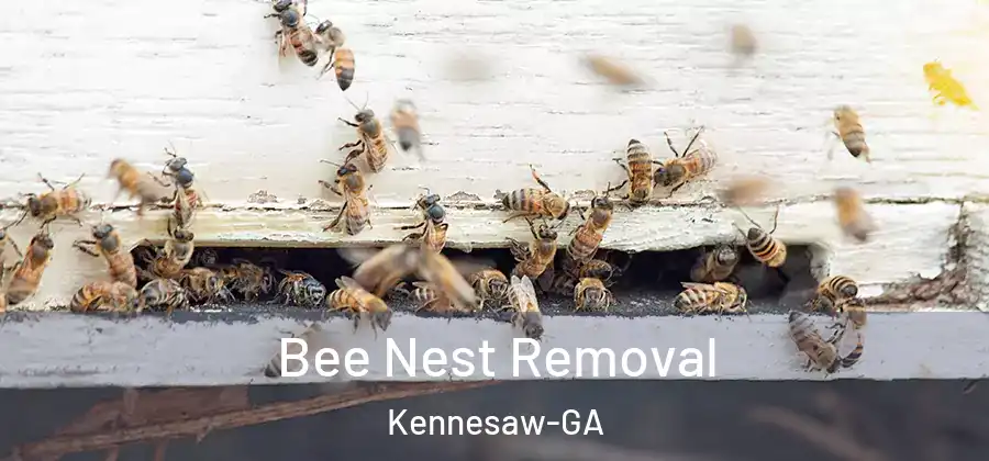  Bee Nest Removal Kennesaw-GA