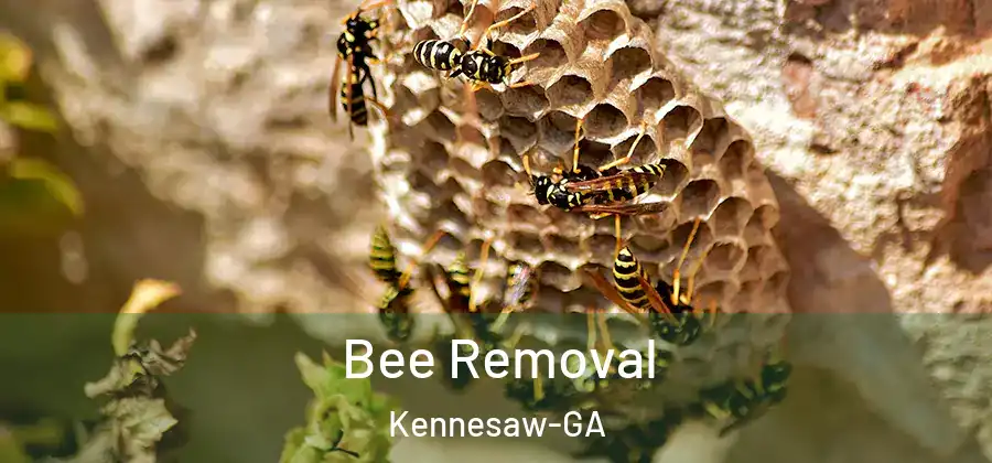  Bee Removal Kennesaw-GA