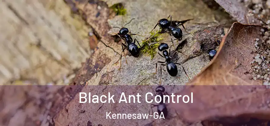  Black Ant Control Kennesaw-GA