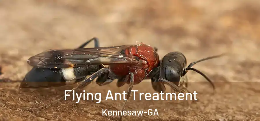  Flying Ant Treatment Kennesaw-GA