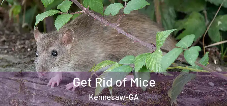  Get Rid of Mice Kennesaw-GA