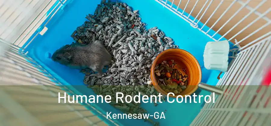  Humane Rodent Control Kennesaw-GA