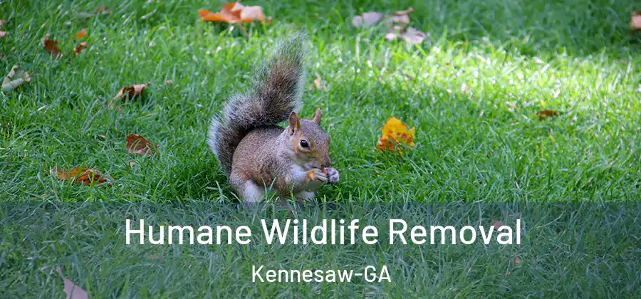 Humane Wildlife Removal Kennesaw-GA