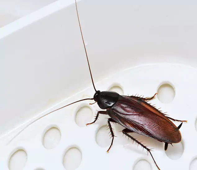 Trusted Cockroach Exterminator: Your Roach Control Services in Kennesaw, GA