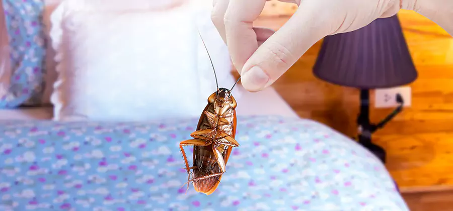 Fast Roach Elimination in Kennesaw