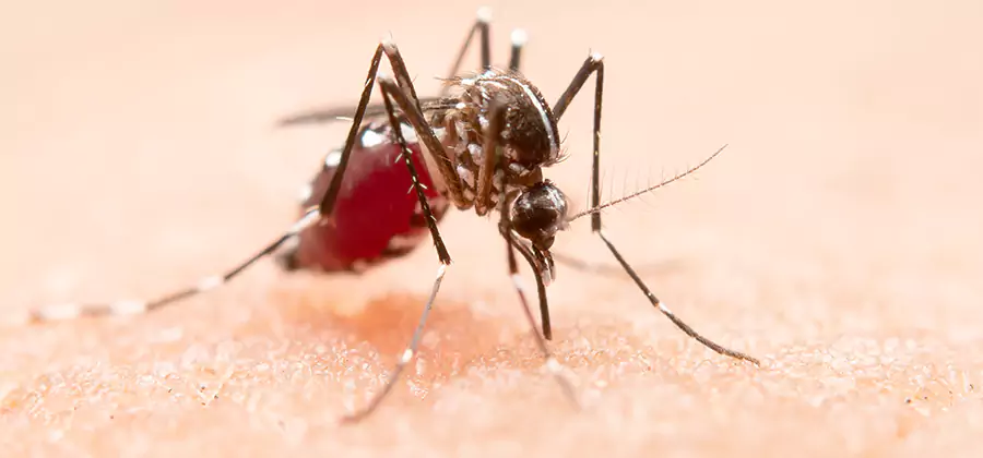 Pond Mosquito Control and Water Treatment in Kennesaw