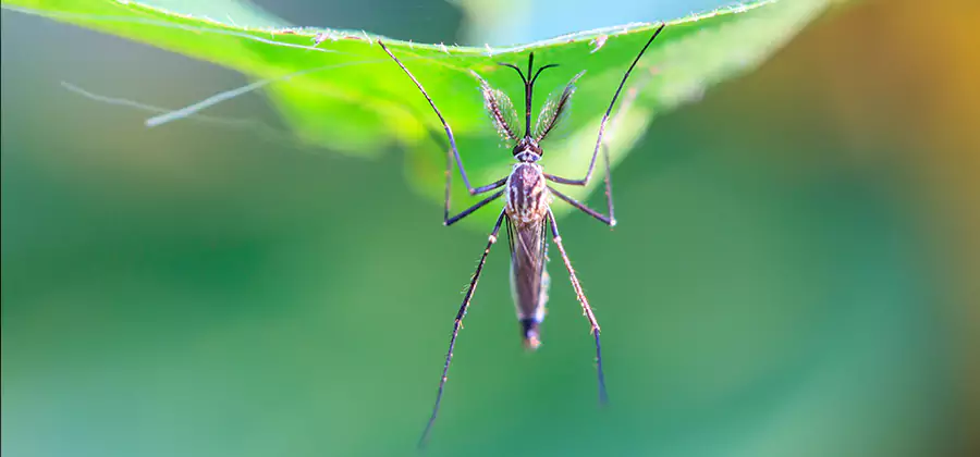 Home Defense Insect Killer in Kennesaw