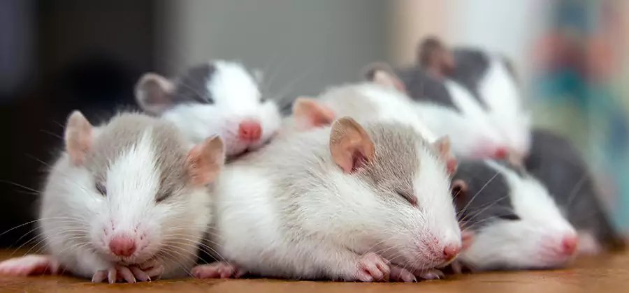 Kennesaw Pet Safe Mice Control