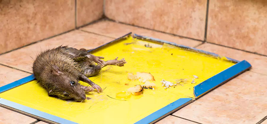Rat Trapping Service In Kennesaw