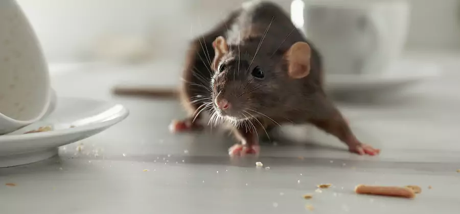 Attic Rat Exclusion Service in Kennesaw