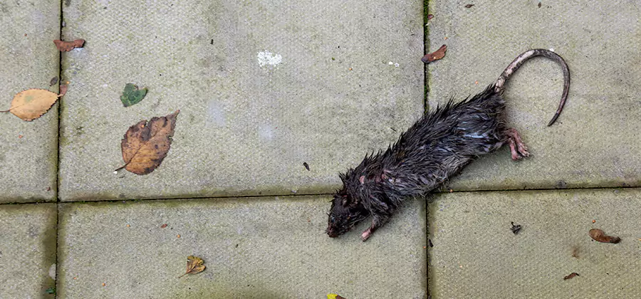 Rodent inspection service in Kennesaw