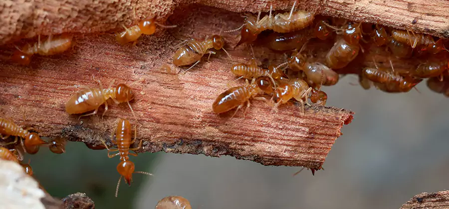 Wood Preservation Termite Treatment in Kennesaw