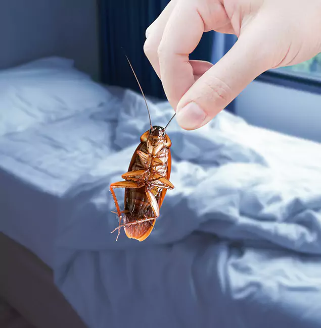 Why Choose Kennesaw Pest Control Pro for Bed Bug Extermination in Kennesaw, GA?