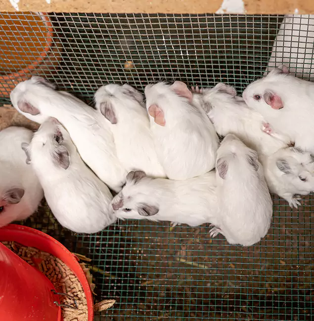 Why Choose Kennesaw Pest Control Pro for Rat Infestation in Kennesaw, GA?