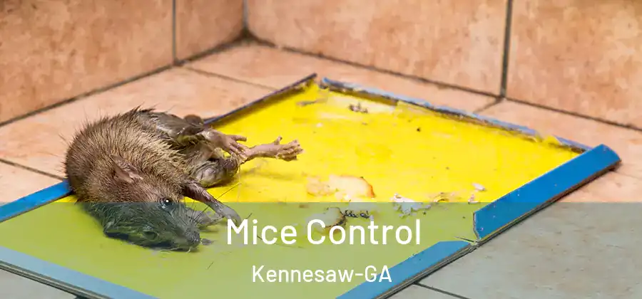 Mice Control Kennesaw-GA