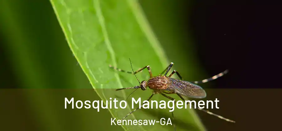  Mosquito Management Kennesaw-GA