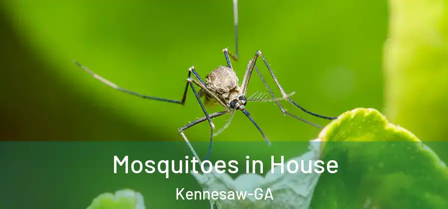  Mosquitoes in House Kennesaw-GA