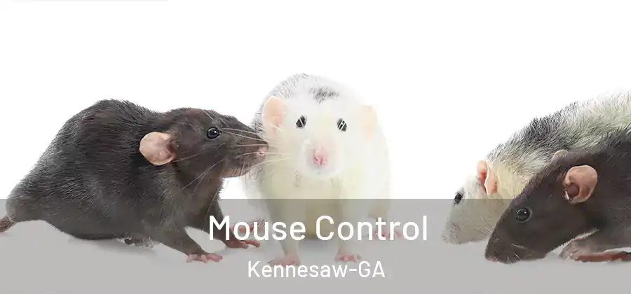  Mouse Control Kennesaw-GA