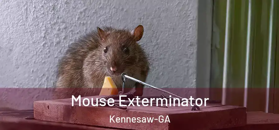 Mouse Exterminator Kennesaw-GA