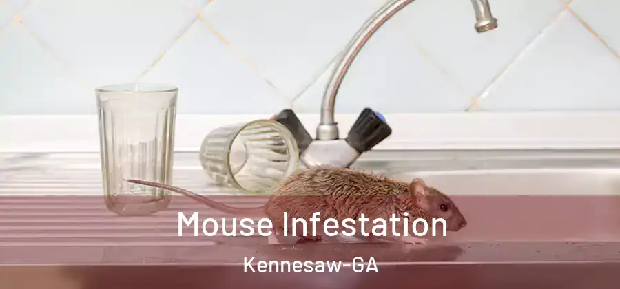  Mouse Infestation Kennesaw-GA