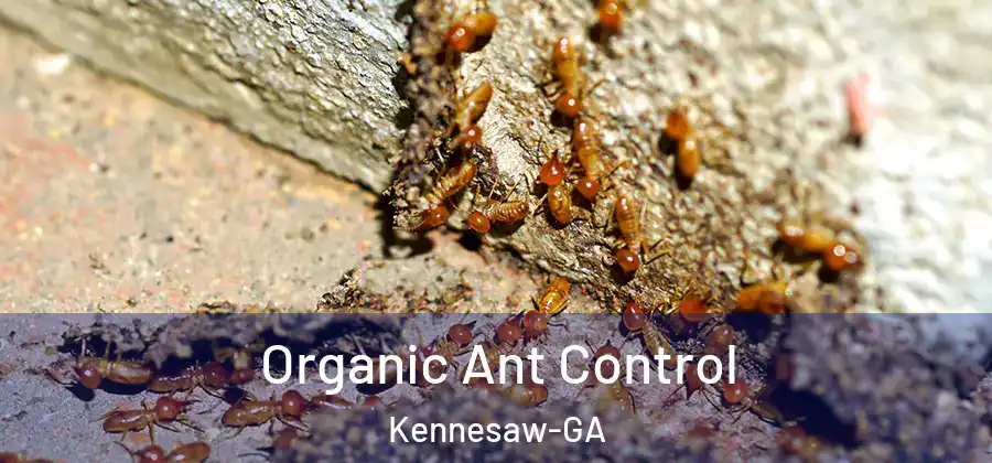 Organic Ant Control Kennesaw-GA