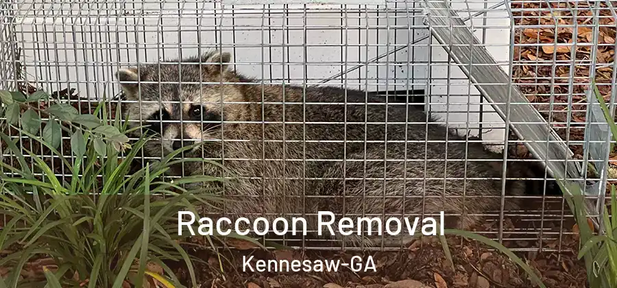  Raccoon Removal Kennesaw-GA