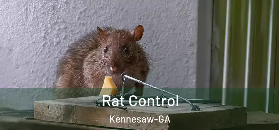  Rat Control Kennesaw-GA