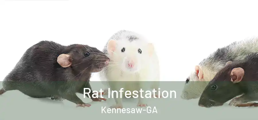  Rat Infestation Kennesaw-GA