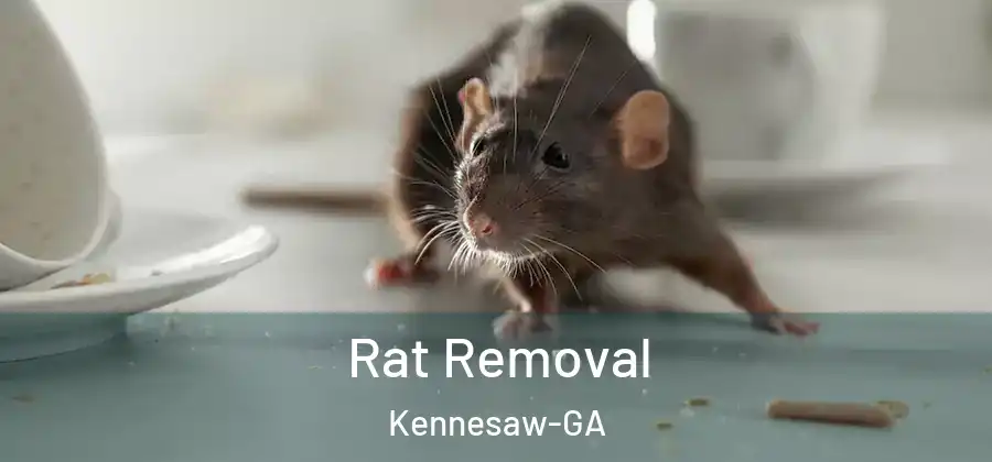  Rat Removal Kennesaw-GA