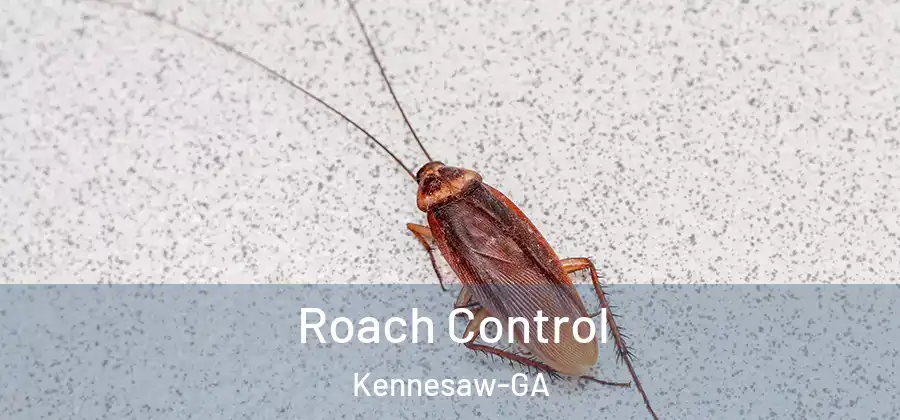  Roach Control Kennesaw-GA