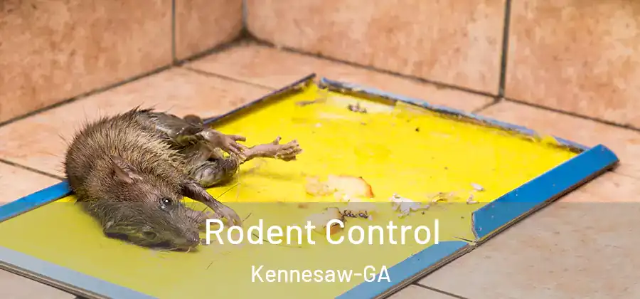  Rodent Control Kennesaw-GA