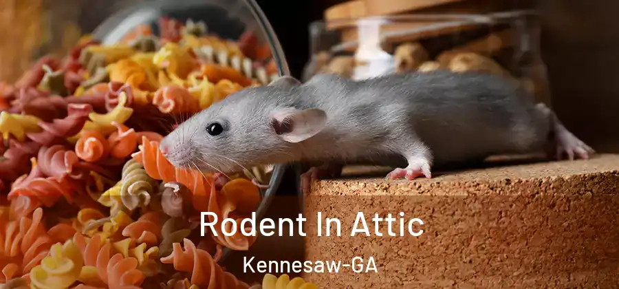 Rodent In Attic Kennesaw-GA
