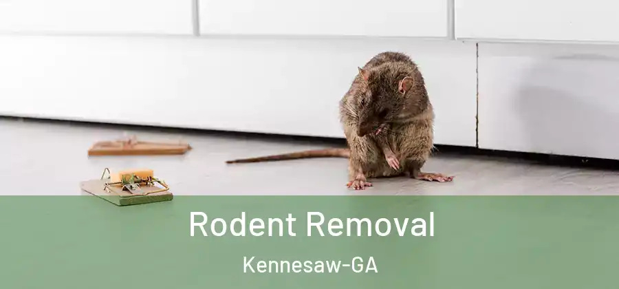  Rodent Removal Kennesaw-GA