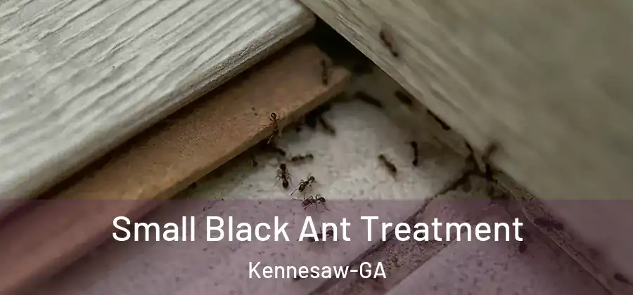  Small Black Ant Treatment Kennesaw-GA