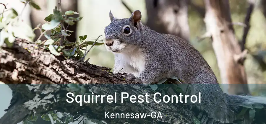 Squirrel Pest Control Kennesaw-GA