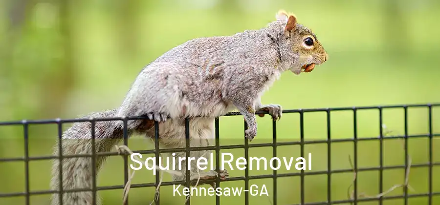 Squirrel Removal Kennesaw-GA