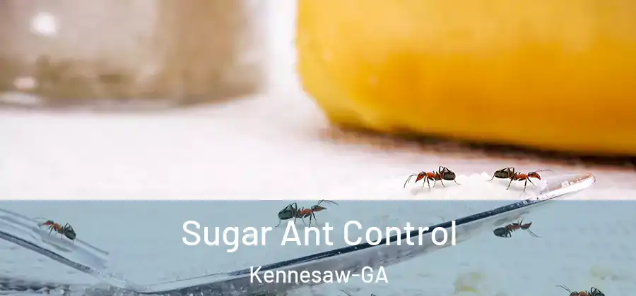 Sugar Ant Control Kennesaw-GA