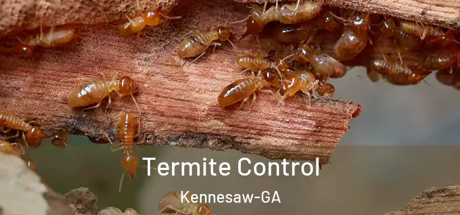  Termite Control Kennesaw-GA