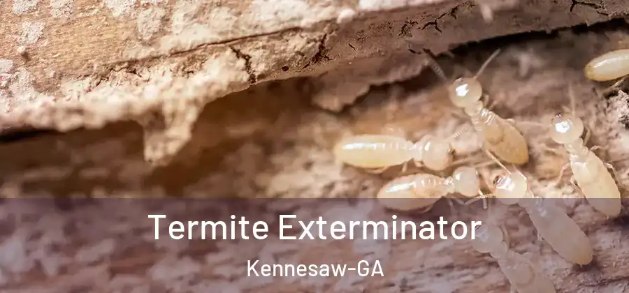 Termite Exterminator Kennesaw-GA
