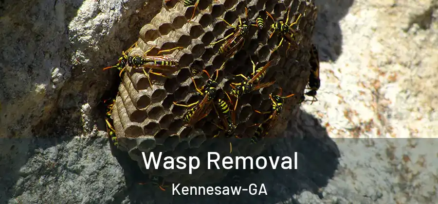  Wasp Removal Kennesaw-GA